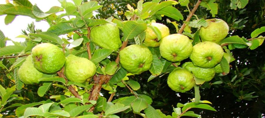 Thai guava garden