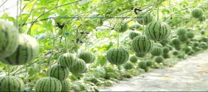 Growing watermelon in a loft