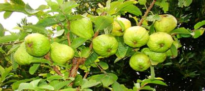 Thai guava garden