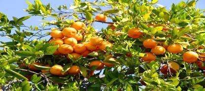 Mixed fruit garden
